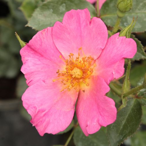Rosa chiaro - rose polyanthe